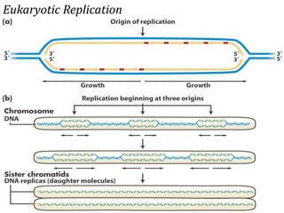 Eukaryotic Replication
 