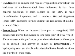 • DNA ligase is an enzyme that repairs irregularities or breaks in the
backbone of double-stranded DNA molecules. It has three
general functions: It seals repairs in the DNA, it seals
recombination fragments, and it connects Okazaki fragments
(small DNA fragments formed during the replication of double-
stranded DNA).
• Exonuclease When an incorrect base pair is recognized, DNA
polymerase moves backwards by one base pair of DNA. The 3'-
5' exonuclease activity of the enzyme allows the incorrect base pair
to be excised (this activity is known as proofreading). A
hydrolyzing reaction that breaks phosphodiester bonds at either
the 3' or the 5' end occurs.
 