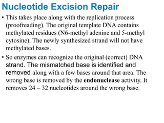 Nucleotide Excision Repair
• This takes place along with the replication process
(proofreading). The original template DNA contains
methylated residues (N6-methyl adenine and 5-methyl
cytosine). The newly synthesized strand will not have
methylated bases.
• So enzymes can recognize the original (correct) DNA
strand. The mismatched base is identified and
removed along with a few bases around that area. The
wrong base is removed by the endonuclease activity. It
removes 24 – 32 nucleotides around the wrong base.
 