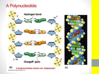A Polynucleotide
 