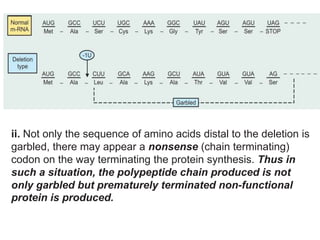 ii. Not only the sequence of amino acids distal to the deletion is
garbled, there may appear a nonsense (chain terminating)
codon on the way terminating the protein synthesis. Thus in
such a situation, the polypeptide chain produced is not
only garbled but prematurely terminated non-functional
protein is produced.
 