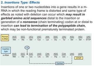 2. Insertions Type: Effects
Insertions of one or two nucleotides into a gene results in a m-
RNA in which the reading frame is distorted and same type of
effects as noted with deletion can occur which may result in
garbled amino acid sequences distal to the insertion or
generation of a nonsense (chain terminating) codon at or distal to
insertion can lead to termination of the polypeptide chain,
which may be non-functional prematurely terminated protein.
 