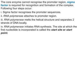 The core enzyme cannot recognise the promoter region, sigma
factor is required for recognition and formation of the complex.
Following four steps occur:
i. Sigma factor recognises the promoter sequences.
ii. RNA polymerase attaches to promoter region.
iii. RNA polymerase melts the helical structure and separates 2
strands of DNA locally.
iv. RNA polymerase initiates RNA synthesis. The site at which the
first nucleotide is incorporated is called the start site or start
point.
 