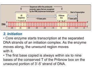 2. Initiation
• Core enzyme starts transcription at the separated
DNA strands of an initiation complex. As the enzyme
moves along, the unwound region moves
with it.
• The first base copied is always within six to nine
bases of the conserved T of the Pribnow box on the
unwound portion of 3’-5’ strand of DNA.
 