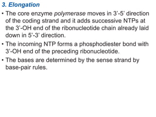 3. Elongation
• The core enzyme polymerase moves in 3’-5’ direction
of the coding strand and it adds successive NTPs at
the 3’-OH end of the ribonucleotide chain already laid
down in 5’-3’ direction.
• The incoming NTP forms a phosphodiester bond with
3’-OH end of the preceding ribonucleotide.
• The bases are determined by the sense strand by
base-pair rules.
 