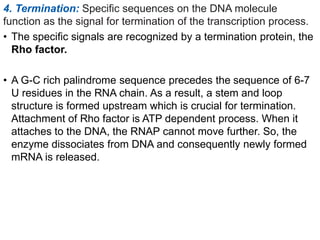 4. Termination: Specific sequences on the DNA molecule
function as the signal for termination of the transcription process.
• The specific signals are recognized by a termination protein, the
Rho factor.
• A G-C rich palindrome sequence precedes the sequence of 6-7
U residues in the RNA chain. As a result, a stem and loop
structure is formed upstream which is crucial for termination.
Attachment of Rho factor is ATP dependent process. When it
attaches to the DNA, the RNAP cannot move further. So, the
enzyme dissociates from DNA and consequently newly formed
mRNA is released.
 