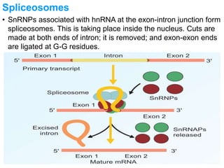 Spliceosomes
• SnRNPs associated with hnRNA at the exon-intron junction form
spliceosomes. This is taking place inside the nucleus. Cuts are
made at both ends of intron; it is removed; and exon-exon ends
are ligated at G-G residues.
 