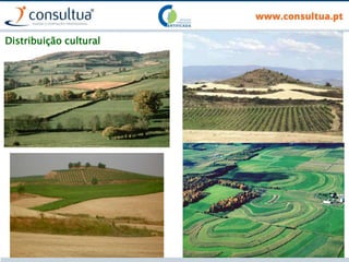 Distribuição cultural
 