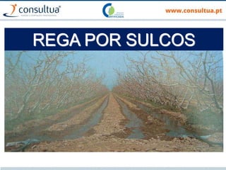 REGA POR SULCOS
 