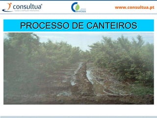 PROCESSO DE CANTEIROS
 