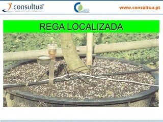 REGA LOCALIZADA
 