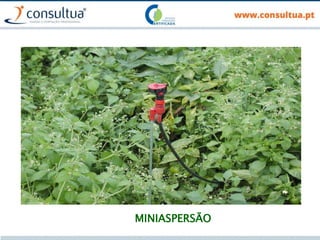 MINIASPERSÃO
 