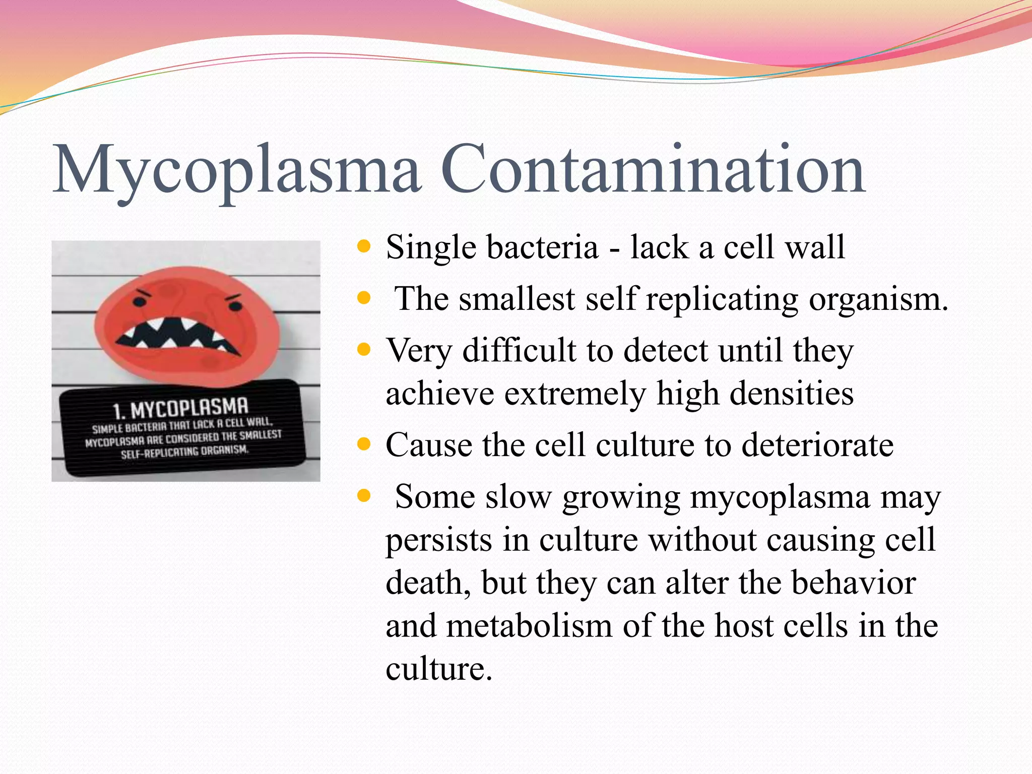 Mycoplasma Contamination
 Single bacteria - lack a cell wall
 The smallest self replicating organism.
 Very difficult to detect until they
achieve extremely high densities
 Cause the cell culture to deteriorate
 Some slow growing mycoplasma may
persists in culture without causing cell
death, but they can alter the behavior
and metabolism of the host cells in the
culture.
 