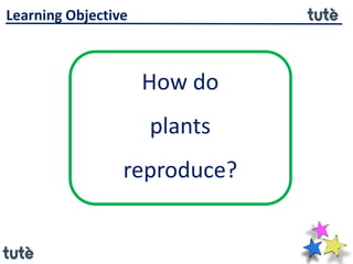 How do
plants
reproduce?
Learning Objective
 