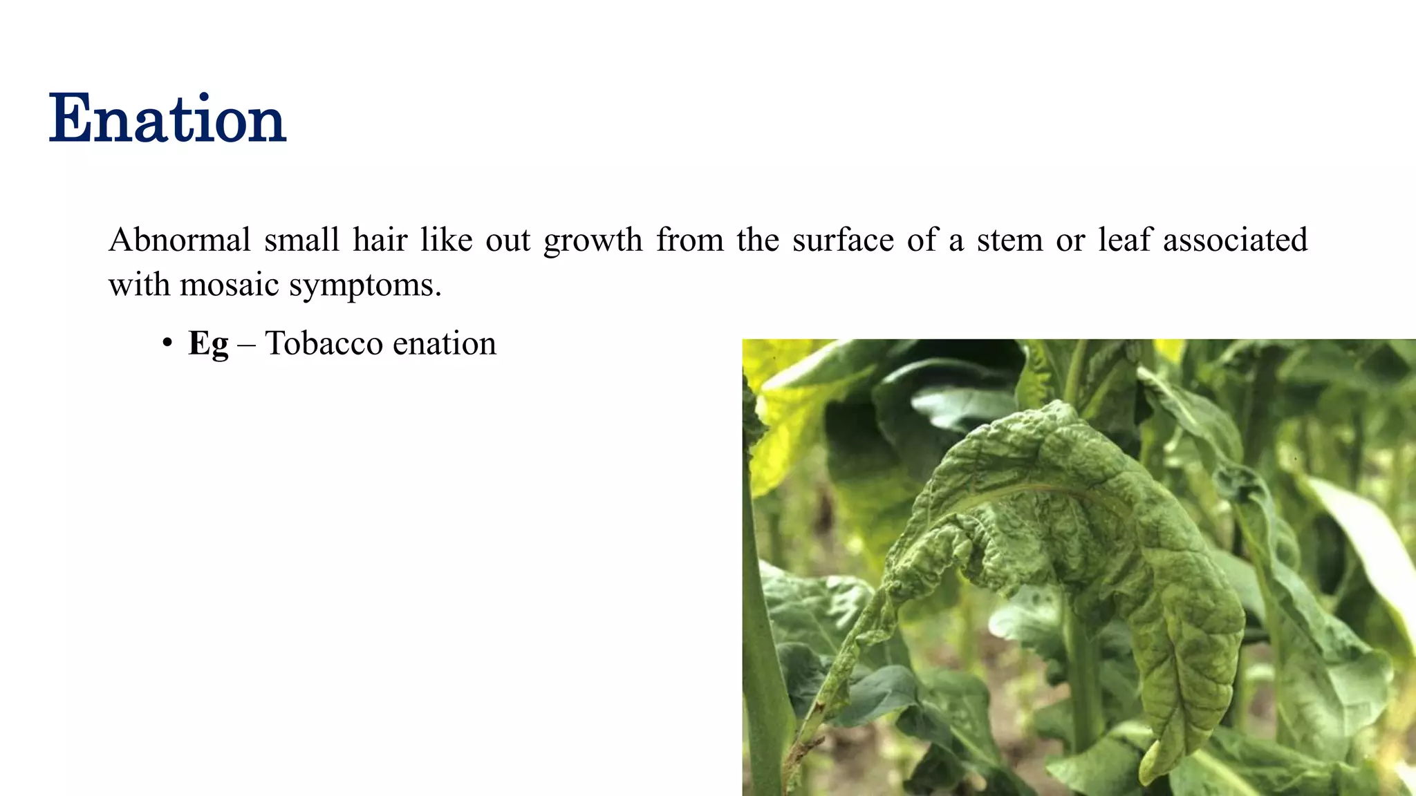 Symptoms of plant viral diseases | PDF