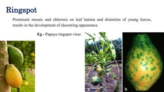 Red Ringspot Virus Symptoms of plant viral diseases | PDF