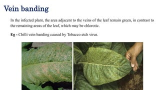 where to buy tobacco seeds Tobacco Seeds (Nicotiana tabacum)