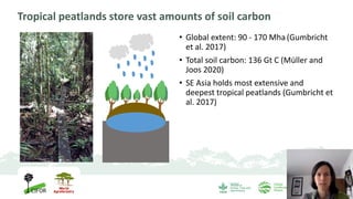 Tropical peatlands store vast amounts of soil carbon
• Global extent: 90 - 170 Mha (Gumbricht
et al. 2017)
• Total soil ca...