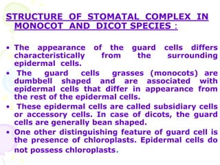 STRUCTURE OF STOMATAL COMPLEX IN
MONOCOT AND DICOT SPECIES :
• The appearance of the guard cells differs
characteristically from the surrounding
epidermal cells.
• The guard cells grasses (monocots) are
dumbbell shaped and are associated with
epidermal cells that differ in appearance from
the rest of the epidermal cells.
• These epidermal cells are called subsidiary cells
or accessory cells. In case of dicots, the guard
cells are generally bean shaped.
• One other distinguishing feature of guard cell is
the presence of chloroplasts. Epidermal cells do
not possess chloroplasts.
 