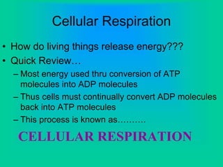 Cellular Respiration
• How do living things release energy???
• Quick Review…
– Most energy used thru conversion of ATP
molecules into ADP molecules
– Thus cells must continually convert ADP molecules
back into ATP molecules
– This process is known as……….
CELLULAR RESPIRATION
 