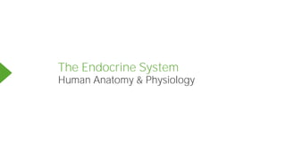 The Endocrine System
Human Anatomy & Physiology
 