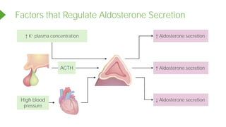 12.0 The Endocrine System.pdf