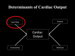 Cardiac
Output
Determinants of Cardiac Output
Heart Rate Preload
Afterload
Contractility
 