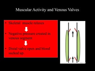 Muscular Activity and Venous Valves
• Skeletal muscle relaxes
• Negative pressure created in
venous segment
• Distal valve open and blood
sucked up.
 