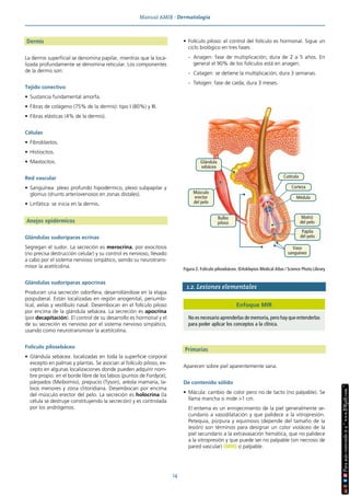 Manual AMIR · Dermatología
14
Dermis
La dermis superficial se denomina papilar, mientras que la loca-
lizada profundamente se denomina reticular. Los componentes
de la dermis son:
Tejido conectivo
• Sustancia fundamental amorfa.
• Fibras de colágeno (75% de la dermis): tipo I (80%) y III.
• Fibras elásticas (4% de la dermis).
Células
• Fibroblastos.
• Histiocitos.
• Mastocitos.
Red vascular
• Sanguínea: plexo profundo hipodérmico, plexo subpapilar y
glomus (shunts arteriovenosos en zonas distales).
• Linfática: se inicia en la dermis.
Anejos epidérmicos
Glándulas sudoríparas ecrinas
Segregan el sudor. La secreción es merocrina, por exocitosis
(no precisa destrucción celular) y su control es nervioso, llevado
a cabo por el sistema nervioso simpático, siendo su neurotrans-
misor la acetilcolina.
Glándulas sudoríparas apocrinas
Producen una secreción odorífera, desarrollándose en la etapa
pospuberal. Están localizadas en región anogenital, periumbi-
lical, axilas y vestíbulo nasal. Desembocan en el folículo piloso
por encima de la glándula sebácea. La secreción es apocrina
(por decapitación). El control de su desarrollo es hormonal y el
de su secreción es nervioso por el sistema nervioso simpático,
usando como neurotransmisor la acetilcolina.
Folículo pilosebáceo
• Glándula sebácea: localizadas en toda la superficie corporal
excepto en palmas y plantas. Se asocian al folículo piloso, ex-
cepto en algunas localizaciones donde pueden adquirir nom-
bre propio: en el borde libre de los labios (puntos de Fordyce),
párpados (Meibomio), prepucio (Tyson), aréola mamaria, la-
bios menores y zona clitoridiana. Desembocan por encima
del músculo erector del pelo. La secreción es holocrina (la
célula se destruye constituyendo la secreción) y es controlada
por los andrógenos.
• Folículo piloso: el control del folículo es hormonal. Sigue un
ciclo biológico en tres fases:
- Anagen: fase de multiplicación; dura de 2 a 5 años. En
general el 90% de los folículos está en anagen.
- Catagen: se detiene la multiplicación; dura 3 semanas.
- Telogen: fase de caída; dura 3 meses.
1.2. Lesiones elementales
Primarias
Aparecen sobre piel aparentemente sana.
De contenido sólido
• Mácula: cambio de color pero no de tacto (no palpable). Se
llama mancha si mide >1 cm.
El eritema es un enrojecimiento de la piel generalmente se-
cundario a vasodilatación y que palidece a la vitropresión.
Petequia, púrpura y equimosis (depende del tamaño de la
lesión) son términos para designar un color violáceo de la
piel secundario a la extravasación hemática, que no palidece
a la vitropresión y que puede ser no palpable (sin necrosis de
pared vascular) (MIR) o palpable.
Músculo
erector
del pelo
Glándula
sebácea
Médula
Corteza
Cutícula
Matriz
del pelo
Papila
del pelo
Vaso
sanguíneo
Bulbo
piloso
Figura 2. Folículo pilosebáceo. ©Asklepios Medical Atlas / Science Photo Library
Enfoque MIR
No es necesario aprenderlas de memoria, pero hay que entenderlas
para poder aplicar los conceptos a la clínica.
 