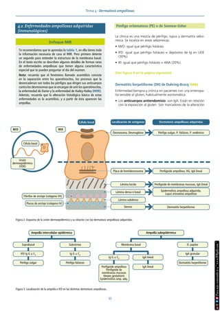 Tema 4 · Dermatosis ampollosas
33
4.2. Enfermedades ampollosas adquiridas
(inmunológicas)
Pénfigo eritematoso (PE) o de Sennear-Usher
La clínica es una mezcla de pénfigo, lupus y dermatitis sebo-
rreica. Se localiza en áreas seborreicas.
• M/O: igual que pénfigo foliáceo.
• IFD: igual que pénfigo foliáceo + depósitos de Ig en UDE
(30%).
• IFI: igual que pénfigo foliáceo + ANA (20%).
(Ver figura 4 en la página siguiente)
Dermatitis herpetiforme (DH) de Duhring-Brocq (MIR)
Enfermedad benigna y crónica en pacientes con una enteropa-
tía sensible al gluten, habitualmente asintomática.
• Los anticuerpos antiendomisio: son IgA. Están en relación
con la exposición al gluten. Son marcadores de la alteración
Enfoque MIR
Te recomendamos que te aprendas la tabla 1, en ella tienes toda
la información necesaria de cara al MIR. Pero primero detente
un segundo para entender la estructura de la membrana basal.
En el texto escrito se describen algunos detalles de formas raras
de enfermedades ampollosas que tienen alguna característica
especial que te pueden preguntar el día del examen.
Nota: recuerda que el fenómeno llamado acantólisis consiste
en la separación entre los queratinocitos, los procesos que la
desencadenan son todos los pénfigos que dirigen sus anticuerpos
contra los desmosomas que se encargan de unir los queratinocitos,
la enfermedad de Darier y la enfermedad de Hailey-Hailey (MIR).
Además, recuerda que la alteración histológica básica de estas
enfermedades es la acantólisis, y a partir de ésta aparecen las
ampollas.
Figura 2. Esquema de la unión dermoepidérmica y su relación con las dermatosis ampollosas adquiridas.
Unión
dermoepidérmica
(UDE)
Célula basal
Célula basal Dermatosis ampollosas adquiridas
M/O M/E
Fibrillas de anclaje (colágeno VII)
Placas de anclaje (colágeno IV)
Placa de hemidesmosoma
Desmosoma. Desmogleína
Localización de antígenos
Pénfigo vulgar, P. foliáceo, P. endémico
Penfigoide ampolloso, HG, IgA lineal
Dermatitis herpetiforme
Penfigoide de membranas mucosas, IgA lineal
Epidermólisis ampollosa adquirida,
Lupus erimatoso ampolloso
Lámina lúcida
Lámina subdensa
Dermis
Lámina densa o basal
Figura 3. Localización de la ampolla e IFD en las distintas dermatosis ampollosas.
Ampolla intercelular epidérmica
Suprabasal Subcórnea
IFD Ig G ± C3
Ig G ± C3
Pénfigo vulgar Pénfigo foliáceo
Ig G ± C3
IgA lineal
IgA lineal
Ampolla subepidérmica
Membrana basal
Penfigoide ampolloso
Penfigoide de
membranas mucosas
Herpes gestationis
Epidermólisis amp. adq.
D. papilar
IgA granular
Dermatitis herpetiforme
 