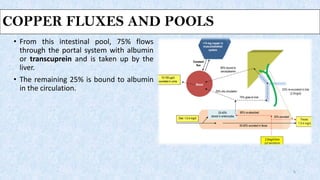 COPPER FLUXES AND POOLS
• From this intestinal pool, 75% flows
through the portal system with albumin
or transcuprein and is taken up by the
liver.
• The remaining 25% is bound to albumin
in the circulation.
6
 