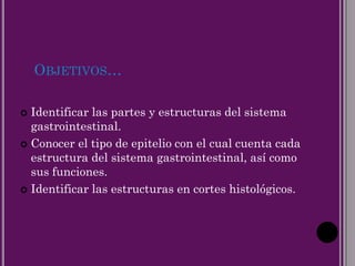 OBJETIVOS…
 Identificar las partes y estructuras del sistema
gastrointestinal.
 Conocer el tipo de epitelio con el cual cuenta cada
estructura del sistema gastrointestinal, así como
sus funciones.
 Identificar las estructuras en cortes histológicos.
 