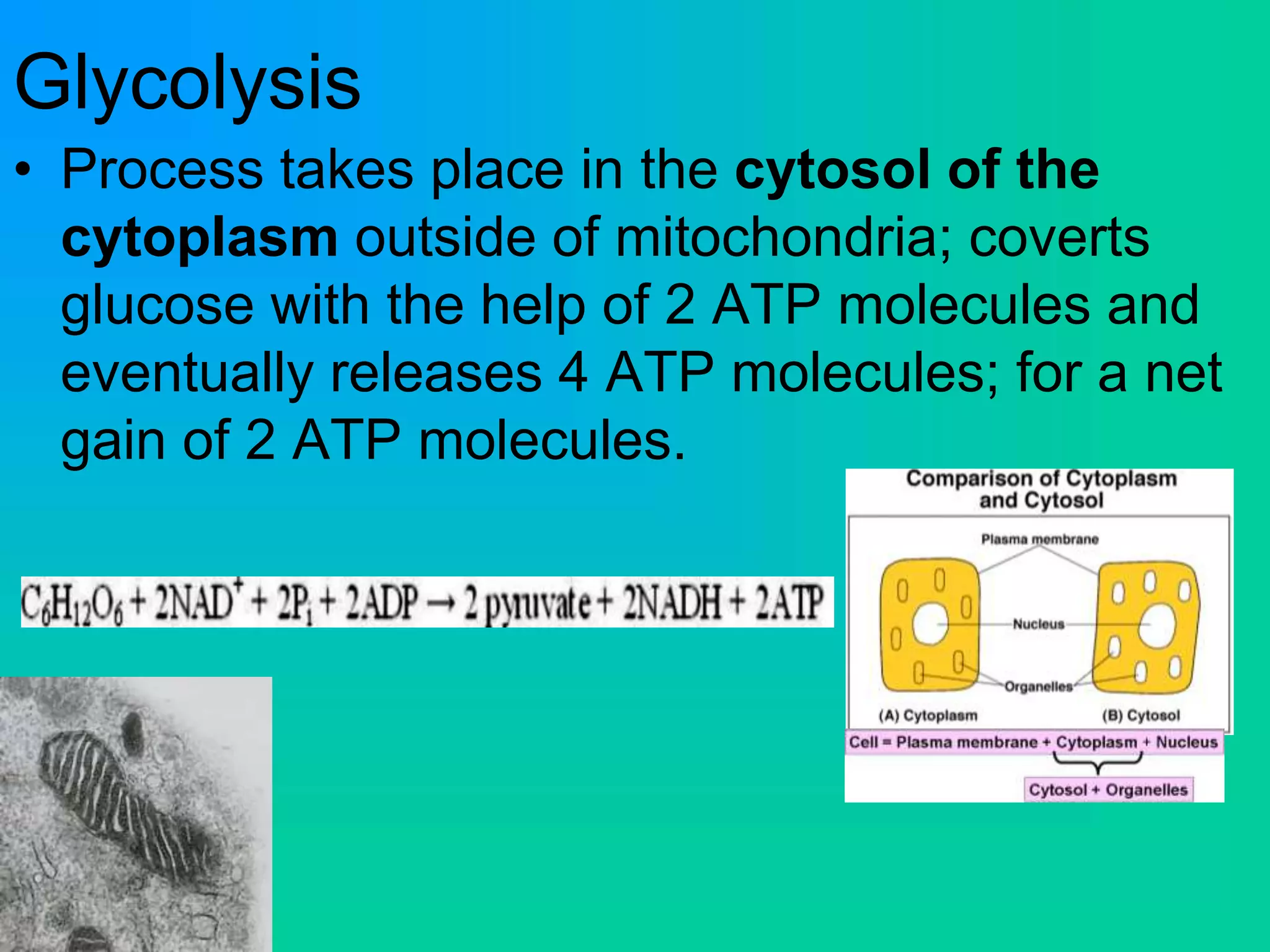 Glycolysis
• Process takes place in the cytosol of the
cytoplasm outside of mitochondria; coverts
glucose with the help of 2 ATP molecules and
eventually releases 4 ATP molecules; for a net
gain of 2 ATP molecules.
 