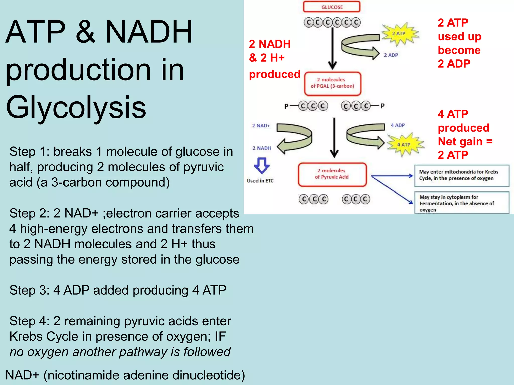 ATP & NADH
production in
Glycolysis
Step 1: breaks 1 molecule of glucose in
half, producing 2 molecules of pyruvic
acid (a 3-carbon compound)
Step 2: 2 NAD+ ;electron carrier accepts
4 high-energy electrons and transfers them
to 2 NADH molecules and 2 H+ thus
passing the energy stored in the glucose
Step 3: 4 ADP added producing 4 ATP
Step 4: 2 remaining pyruvic acids enter
Krebs Cycle in presence of oxygen; IF
no oxygen another pathway is followed
NAD+ (nicotinamide adenine dinucleotide)
2 NADH
& 2 H+
produced
2 ATP
used up
become
2 ADP
4 ATP
produced
Net gain =
2 ATP
 