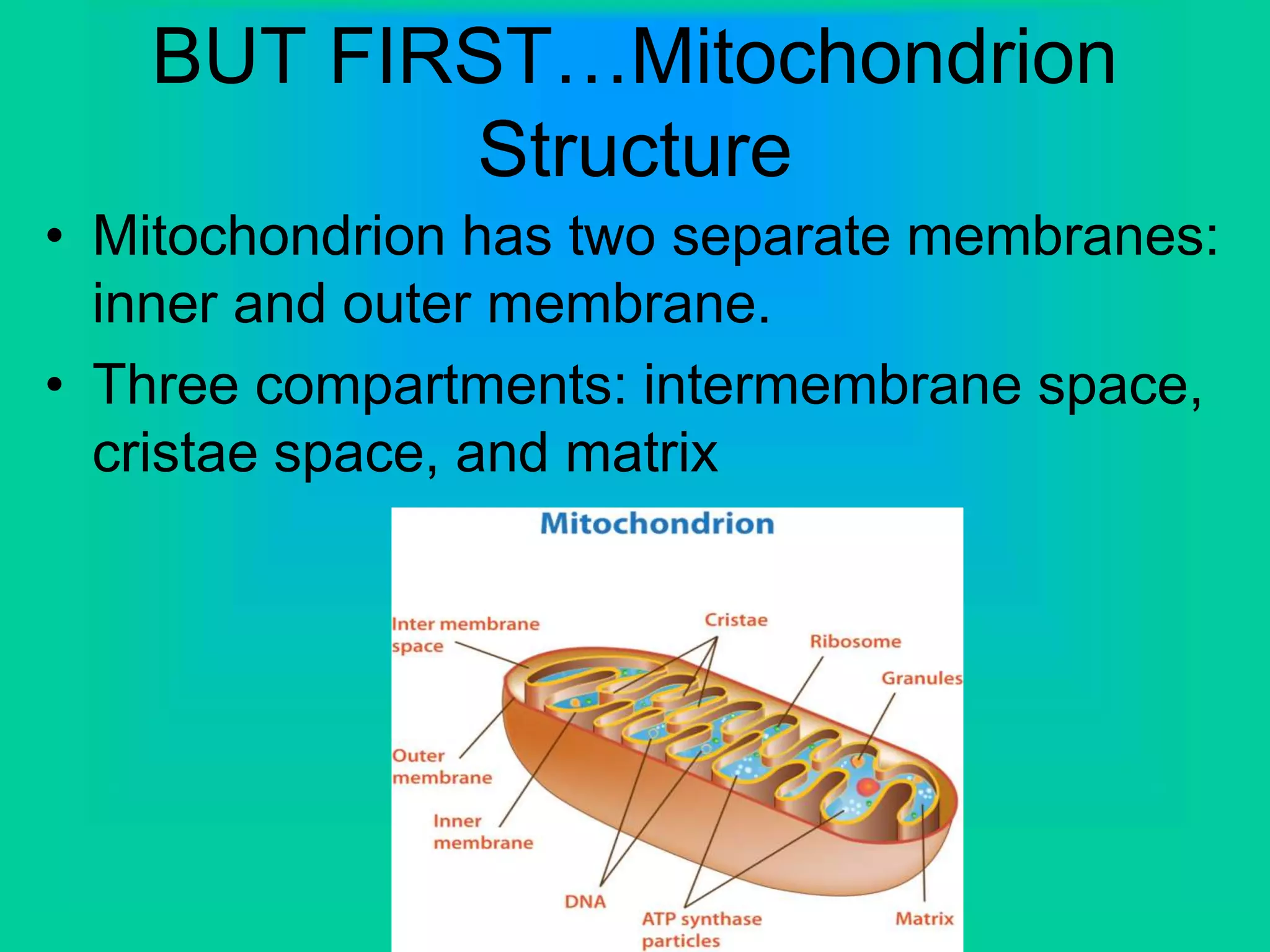 BUT FIRST…Mitochondrion
Structure
• Mitochondrion has two separate membranes:
inner and outer membrane.
• Three compartments: intermembrane space,
cristae space, and matrix
 