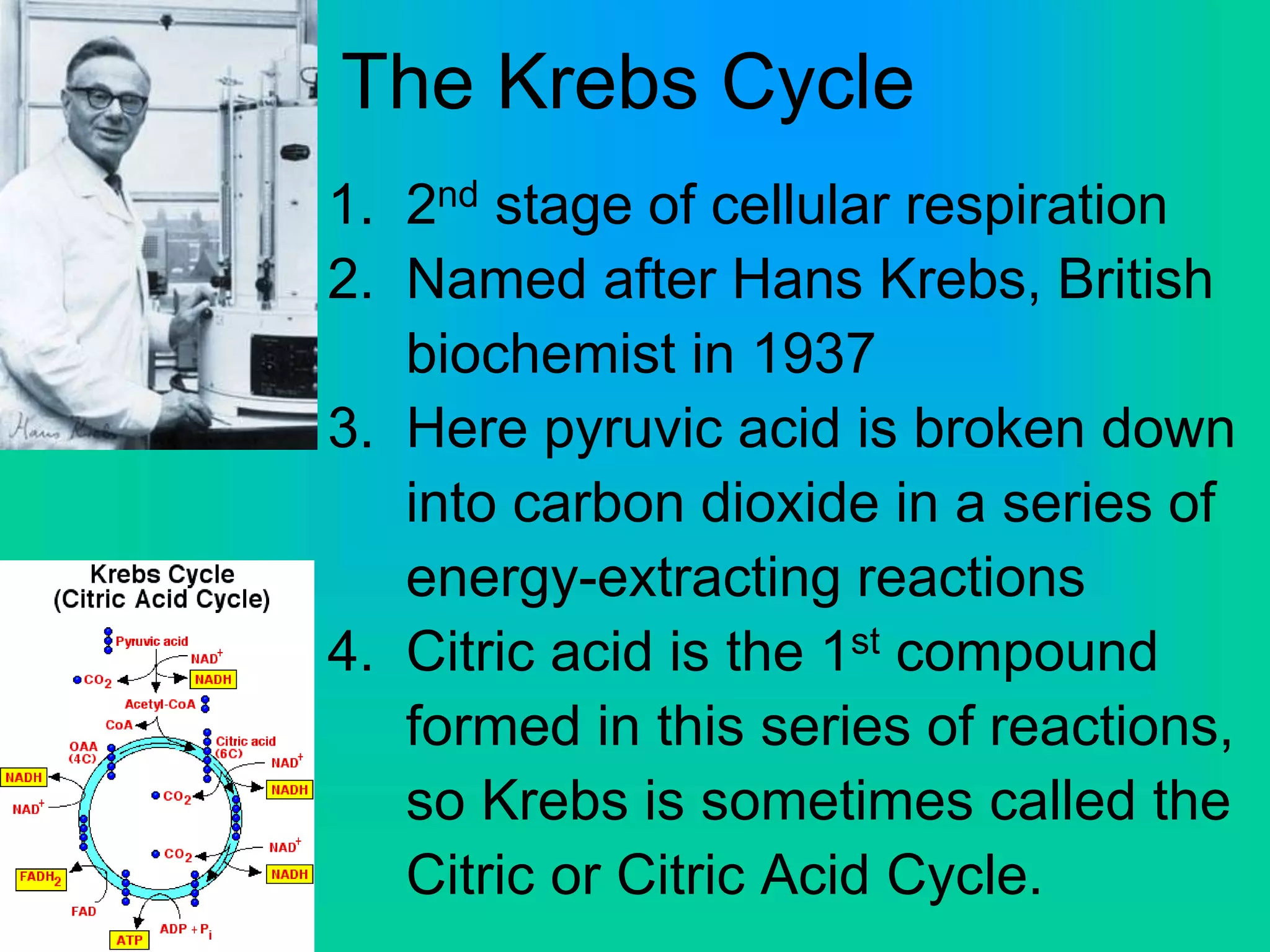 The Krebs Cycle
1. 2nd stage of cellular respiration
2. Named after Hans Krebs, British
biochemist in 1937
3. Here pyruvic acid is broken down
into carbon dioxide in a series of
energy-extracting reactions
4. Citric acid is the 1st compound
formed in this series of reactions,
so Krebs is sometimes called the
Citric or Citric Acid Cycle.
 