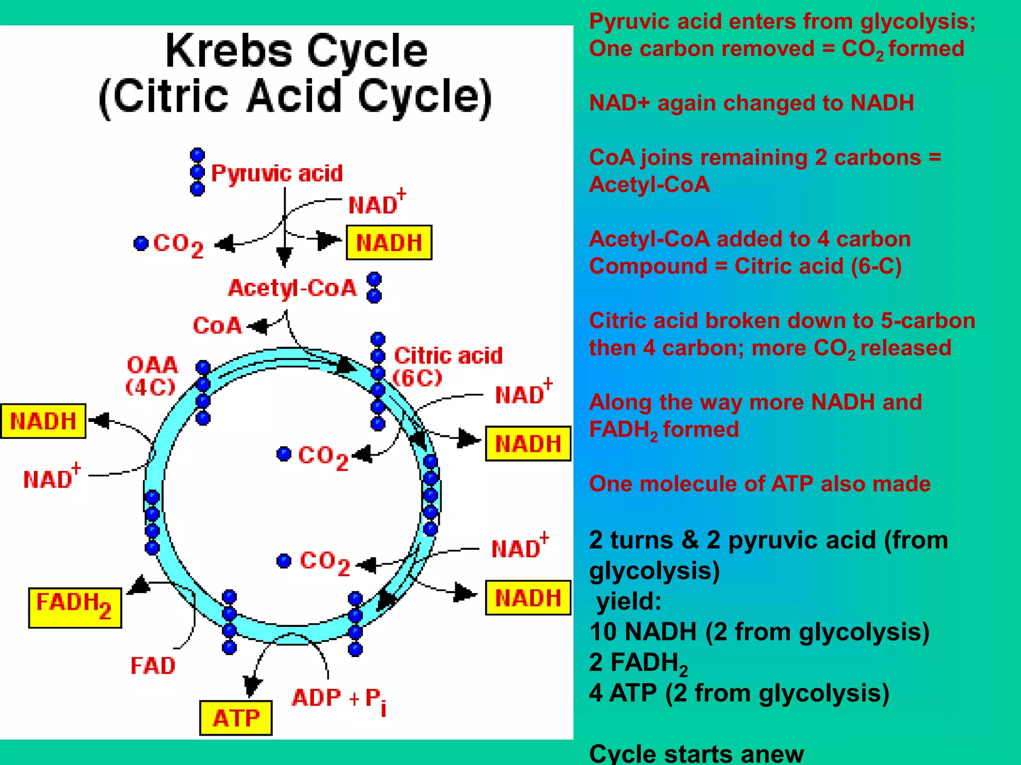Pyruvic acid enters from glycolysis;
One carbon removed = CO2 formed
NAD+ again changed to NADH
CoA joins remaining 2 carbons =
Acetyl-CoA
Acetyl-CoA added to 4 carbon
Compound = Citric acid (6-C)
Citric acid broken down to 5-carbon
then 4 carbon; more CO2 released
Along the way more NADH and
FADH2 formed
One molecule of ATP also made
2 turns & 2 pyruvic acid (from
glycolysis)
yield:
10 NADH (2 from glycolysis)
2 FADH2
4 ATP (2 from glycolysis)
Cycle starts anew
 