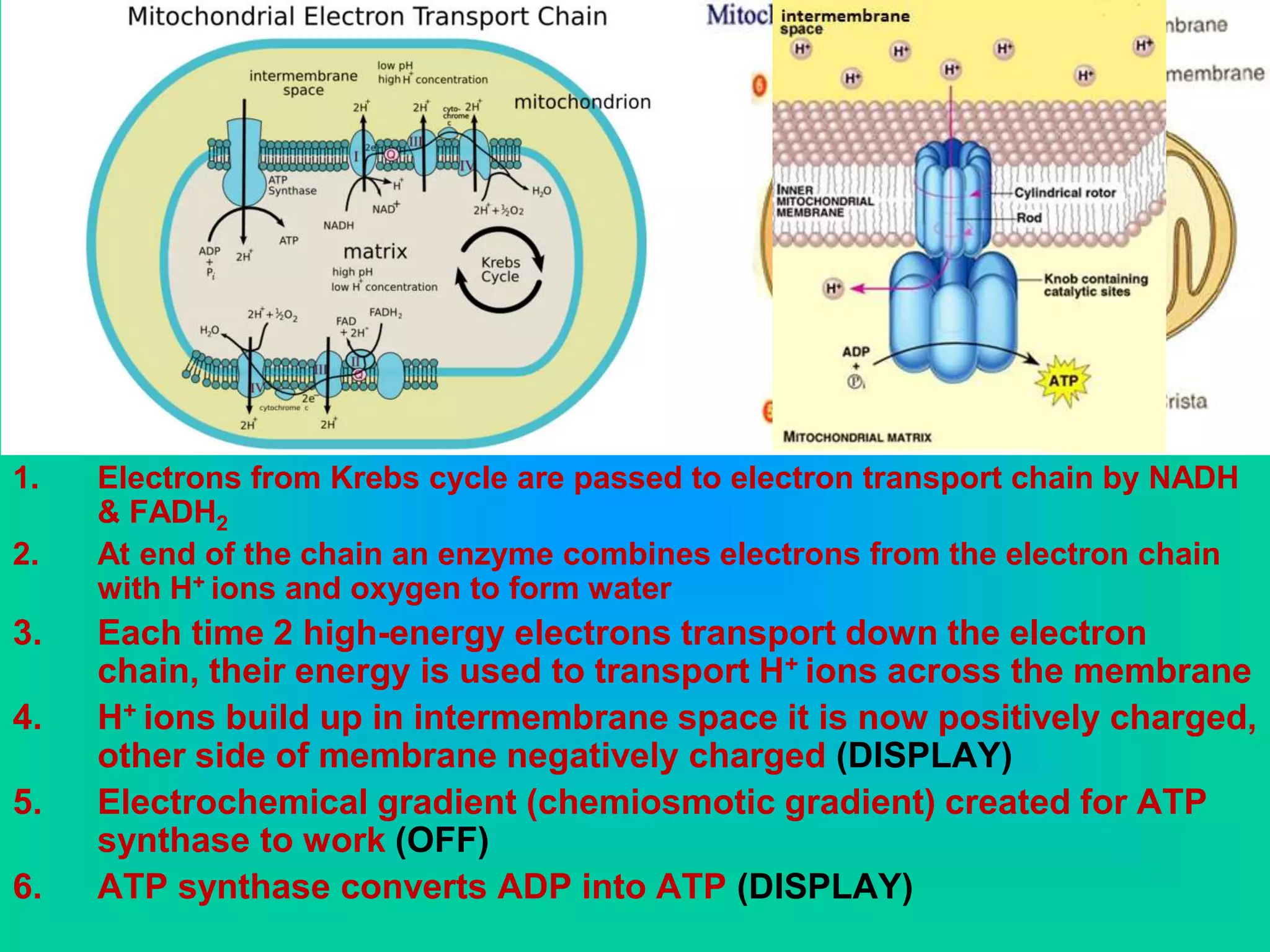 1. Electrons from Krebs cycle are passed to electron transport chain by NADH
& FADH2
2. At end of the chain an enzyme combines electrons from the electron chain
with H+ ions and oxygen to form water
3. Each time 2 high-energy electrons transport down the electron
chain, their energy is used to transport H+ ions across the membrane
4. H+ ions build up in intermembrane space it is now positively charged,
other side of membrane negatively charged (DISPLAY)
5. Electrochemical gradient (chemiosmotic gradient) created for ATP
synthase to work (OFF)
6. ATP synthase converts ADP into ATP (DISPLAY)
 