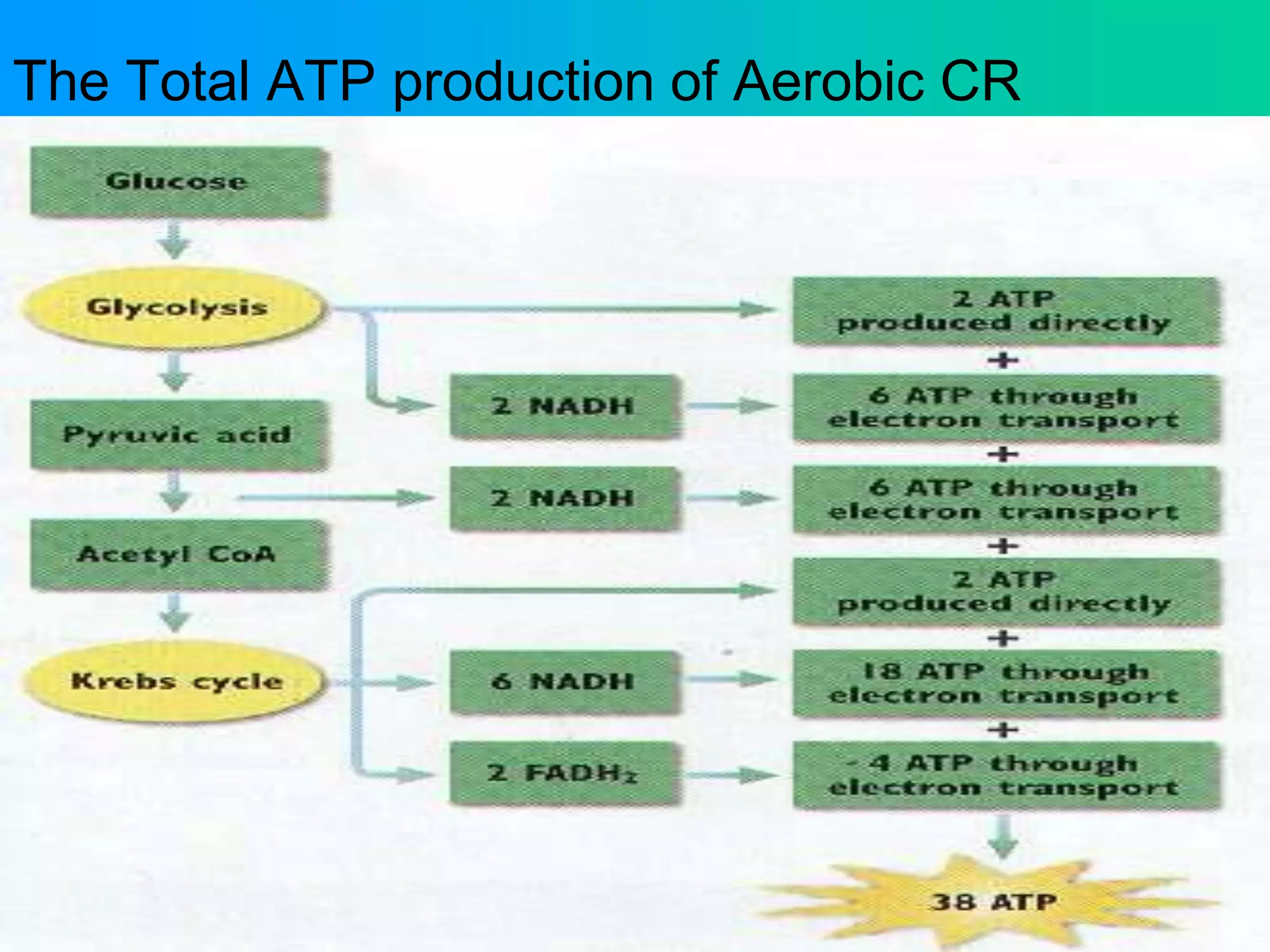 The Total ATP production of Aerobic CR
• How much chemical energy comes from one
molecule of glucose??
– Absence of oxygen:
• Only 2 ATP molecules from glycolysis
– Presence of oxygen:
• 2 net ATP molecules from glycolysis
• 36 more ATP molecules from Krebs Cycle and electron
transport
These 38 ATP molecules represent 38% of the total energy
of glucose, remaining 62% is released as heat, thus your
body feels warmer after vigorous exercise and does not
freeze in winter.
 