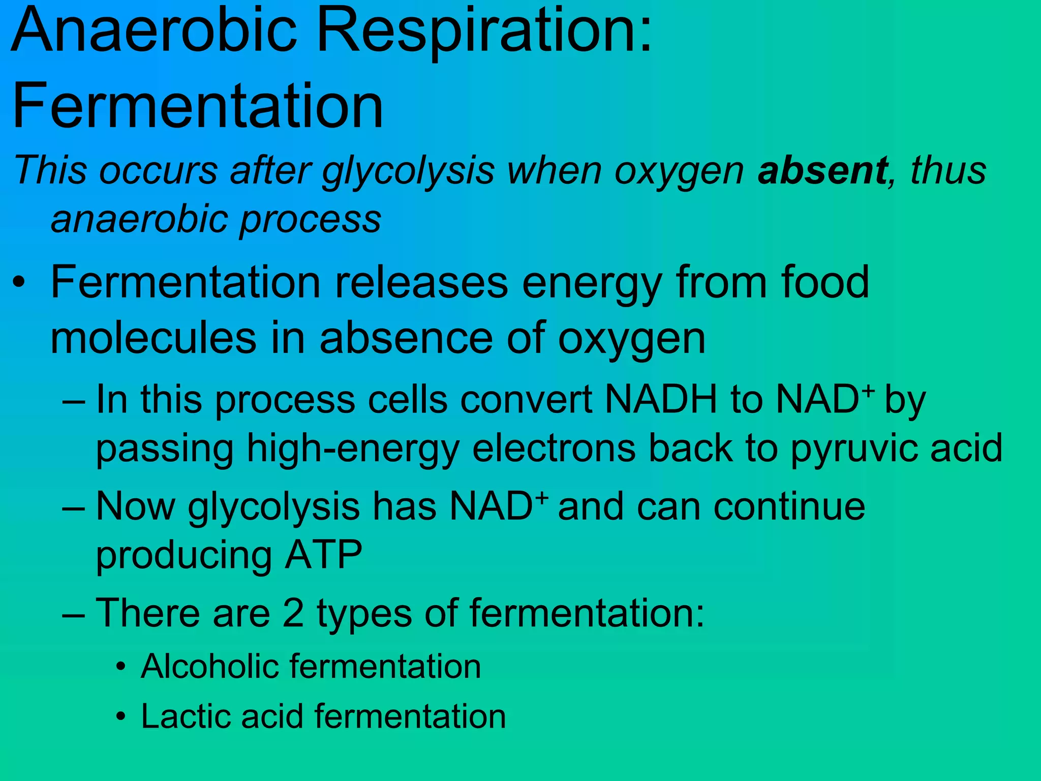 Anaerobic Respiration:
Fermentation
This occurs after glycolysis when oxygen absent, thus
anaerobic process
• Fermentation releases energy from food
molecules in absence of oxygen
– In this process cells convert NADH to NAD+ by
passing high-energy electrons back to pyruvic acid
– Now glycolysis has NAD+ and can continue
producing ATP
– There are 2 types of fermentation:
• Alcoholic fermentation
• Lactic acid fermentation
 