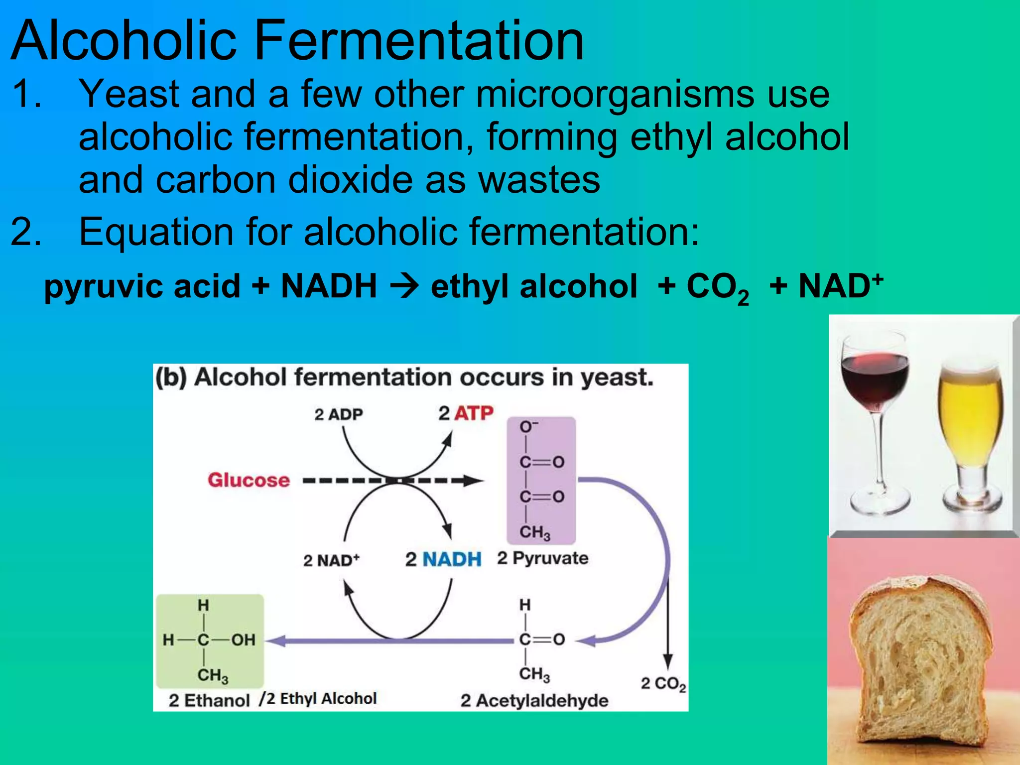 Alcoholic Fermentation
1. Yeast and a few other microorganisms use
alcoholic fermentation, forming ethyl alcohol
and carbon dioxide as wastes
2. Equation for alcoholic fermentation:
pyruvic acid + NADH  ethyl alcohol + CO2 + NAD+
 