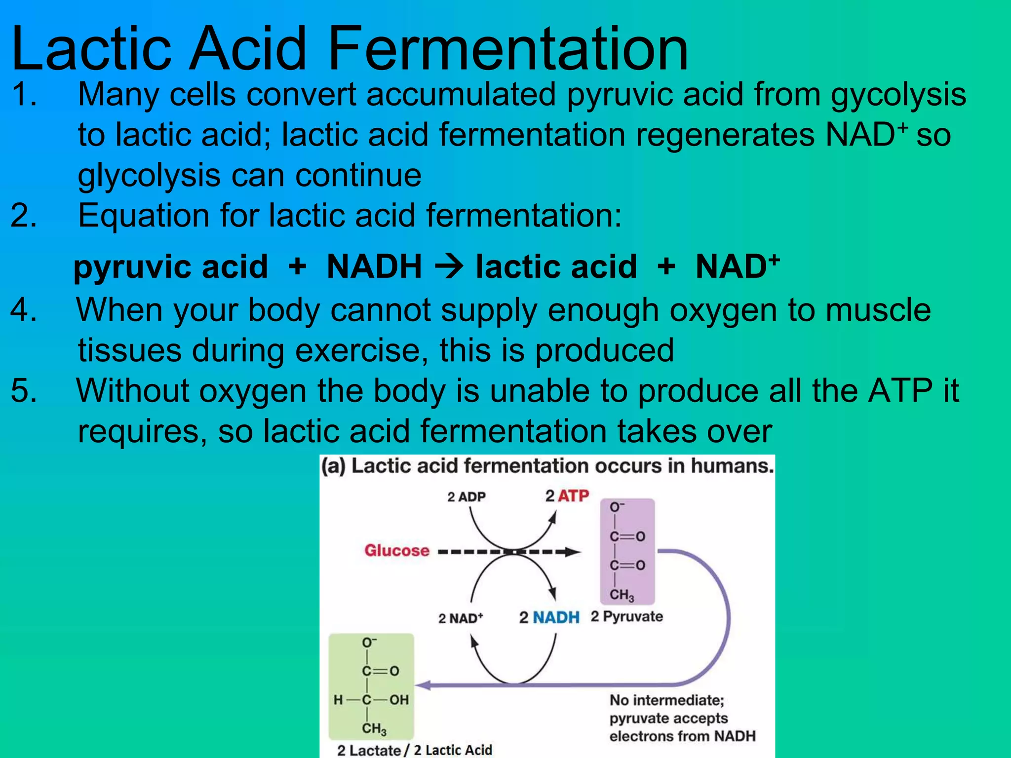 Lactic Acid Fermentation
1. Many cells convert accumulated pyruvic acid from gycolysis
to lactic acid; lactic acid fermentation regenerates NAD+ so
glycolysis can continue
2. Equation for lactic acid fermentation:
pyruvic acid + NADH  lactic acid + NAD+
4. When your body cannot supply enough oxygen to muscle
tissues during exercise, this is produced
5. Without oxygen the body is unable to produce all the ATP it
requires, so lactic acid fermentation takes over
 