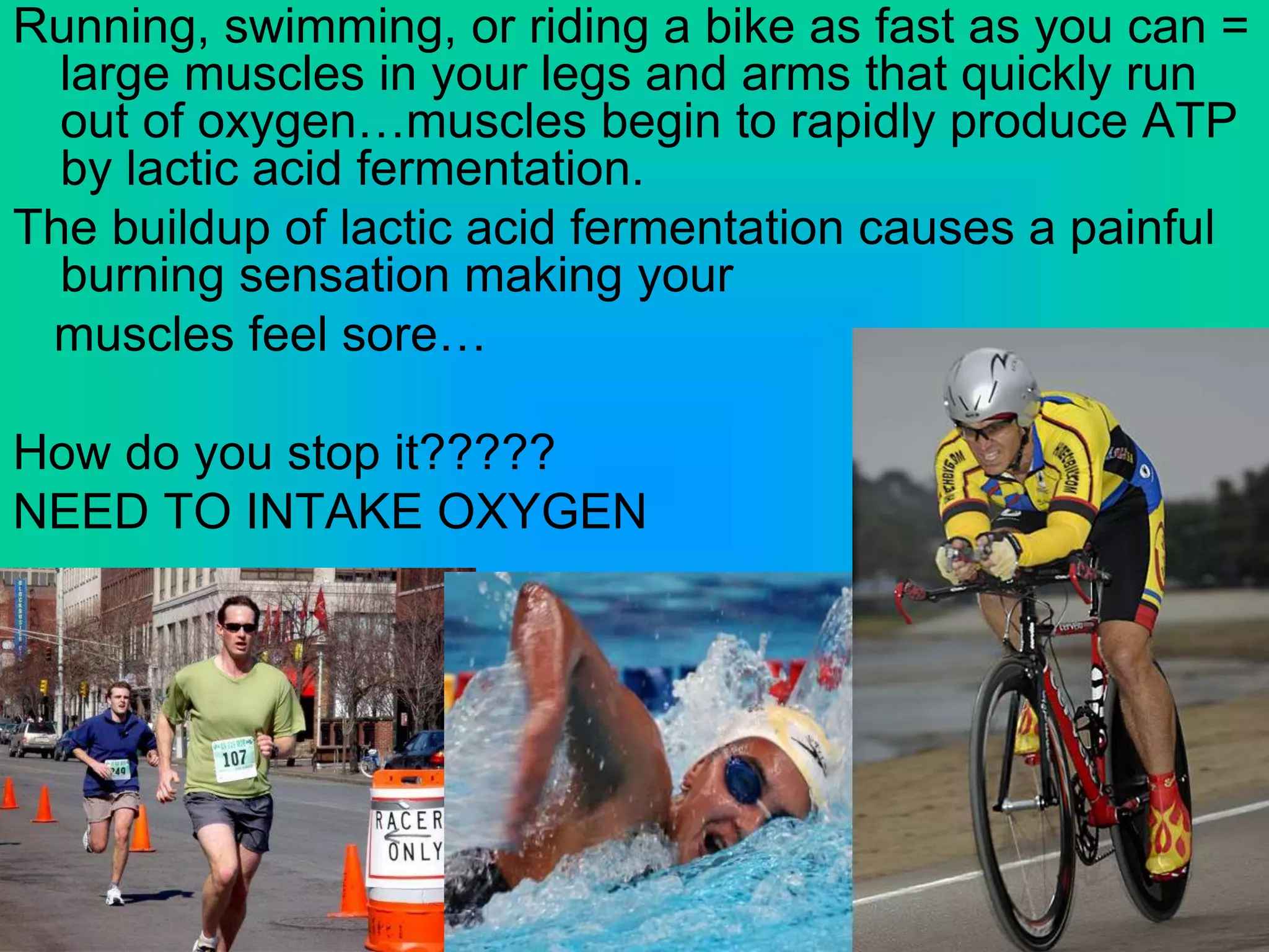 Running, swimming, or riding a bike as fast as you can =
large muscles in your legs and arms that quickly run
out of oxygen…muscles begin to rapidly produce ATP
by lactic acid fermentation.
The buildup of lactic acid fermentation causes a painful
burning sensation making your
muscles feel sore…
How do you stop it?????
NEED TO INTAKE OXYGEN
 