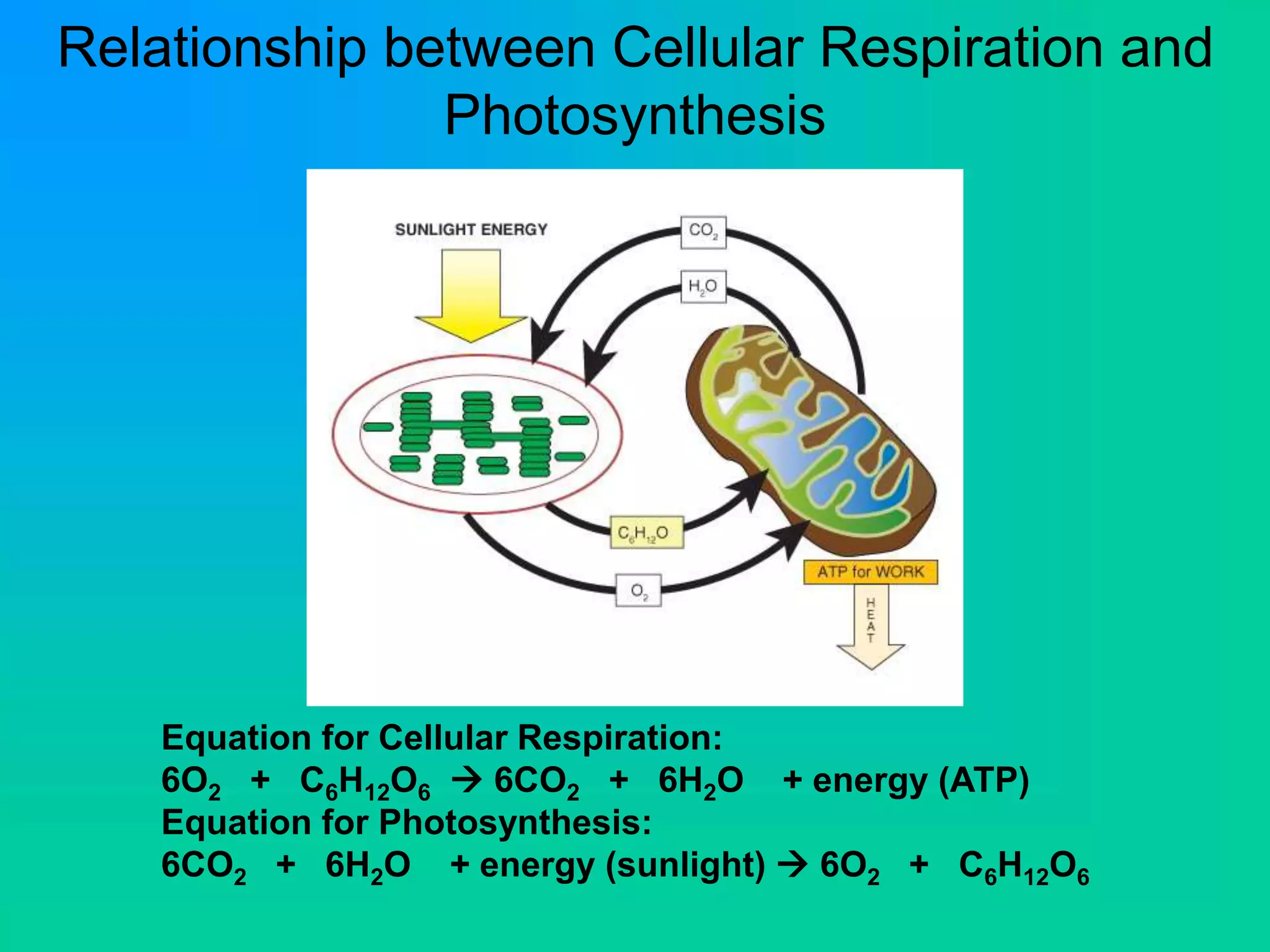 Relationship between Cellular Respiration and
Photosynthesis
Equation for Cellular Respiration:
6O2 + C6H12O6  6CO2 + 6H2O + energy (ATP)
Equation for Photosynthesis:
6CO2 + 6H2O + energy (sunlight)  6O2 + C6H12O6
 