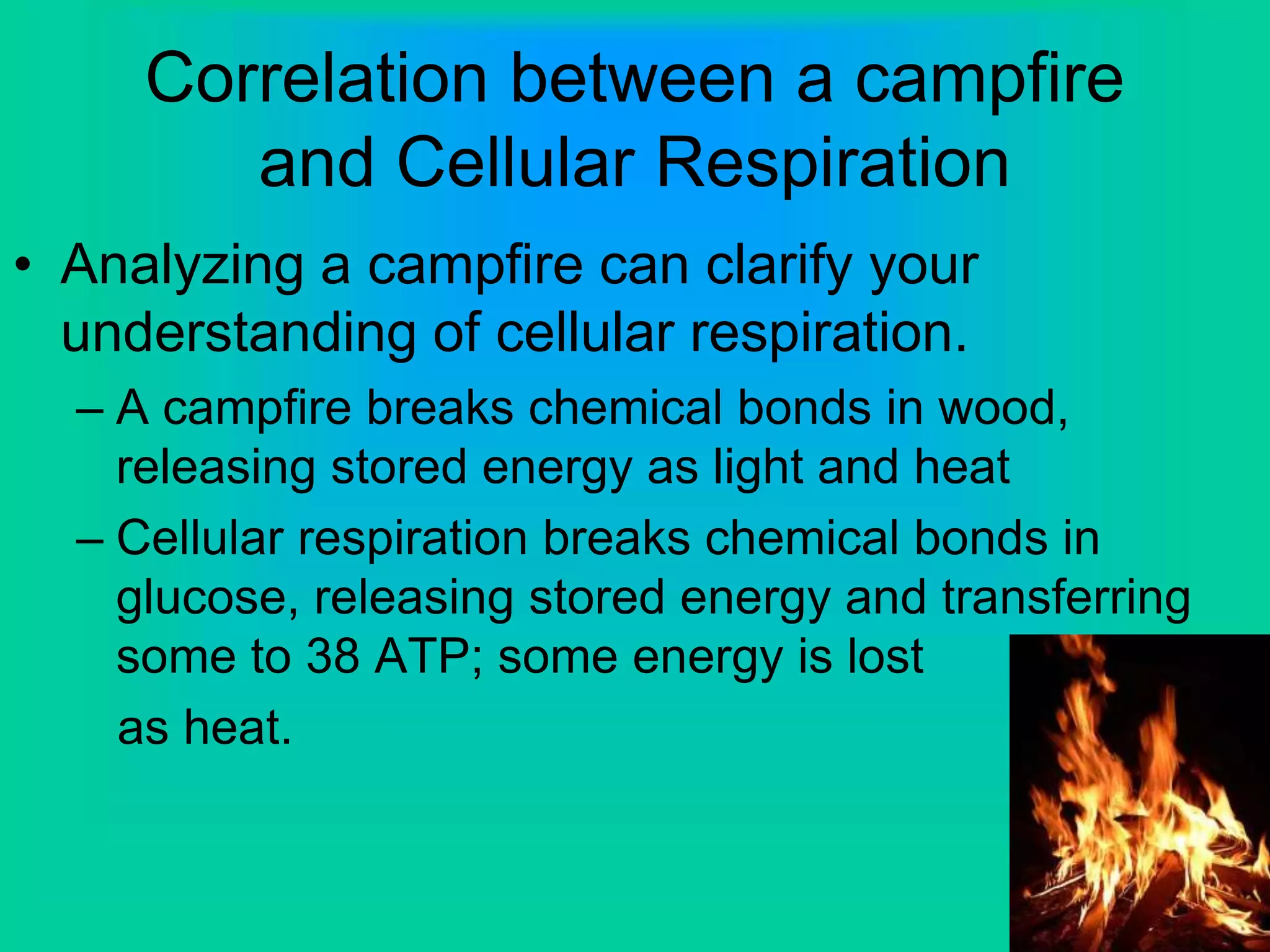 Correlation between a campfire
and Cellular Respiration
• Analyzing a campfire can clarify your
understanding of cellular respiration.
– A campfire breaks chemical bonds in wood,
releasing stored energy as light and heat
– Cellular respiration breaks chemical bonds in
glucose, releasing stored energy and transferring
some to 38 ATP; some energy is lost
as heat.
 