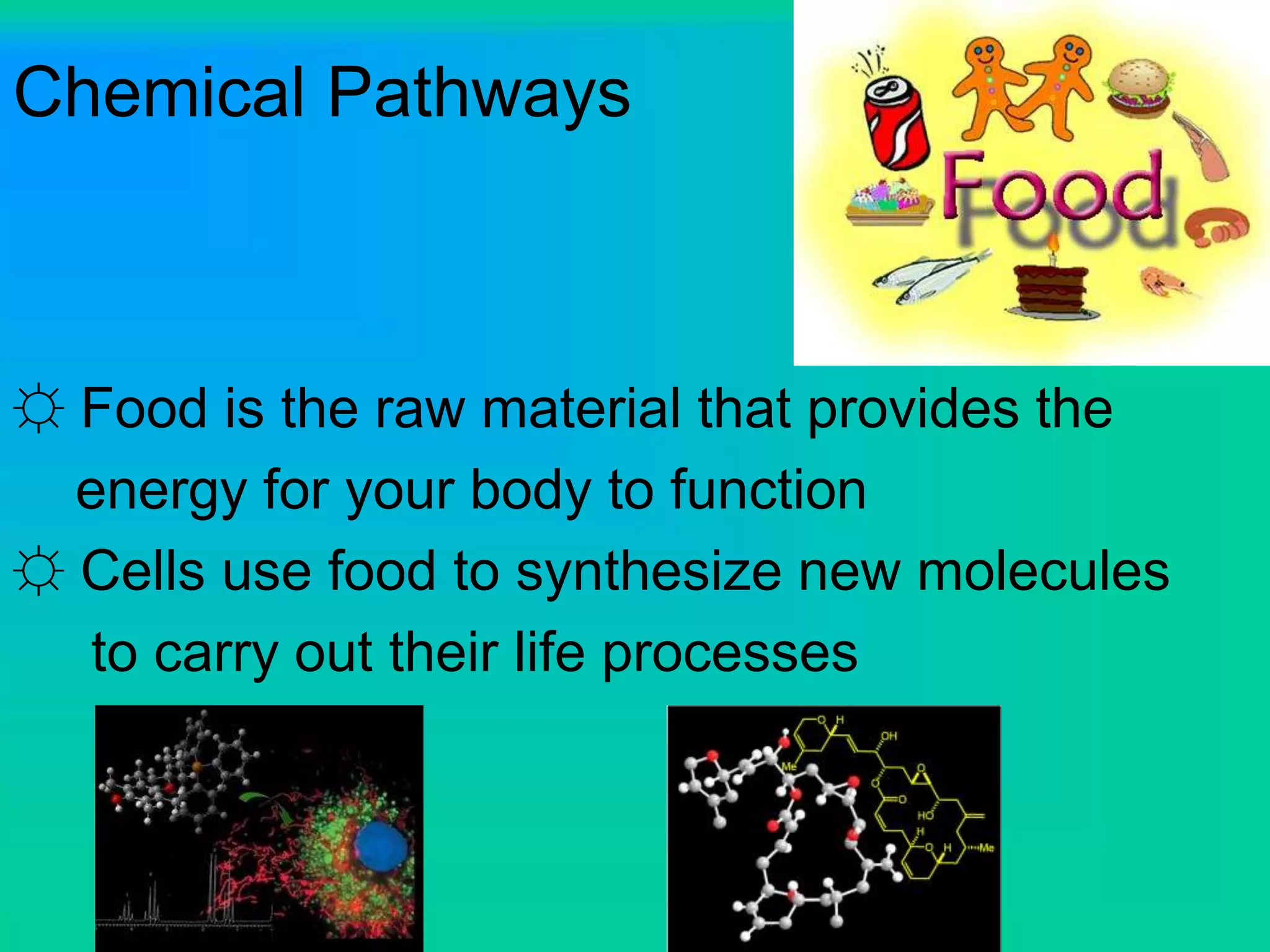 Chemical Pathways
☼ Food is the raw material that provides the
energy for your body to function
☼ Cells use food to synthesize new molecules
to carry out their life processes
 