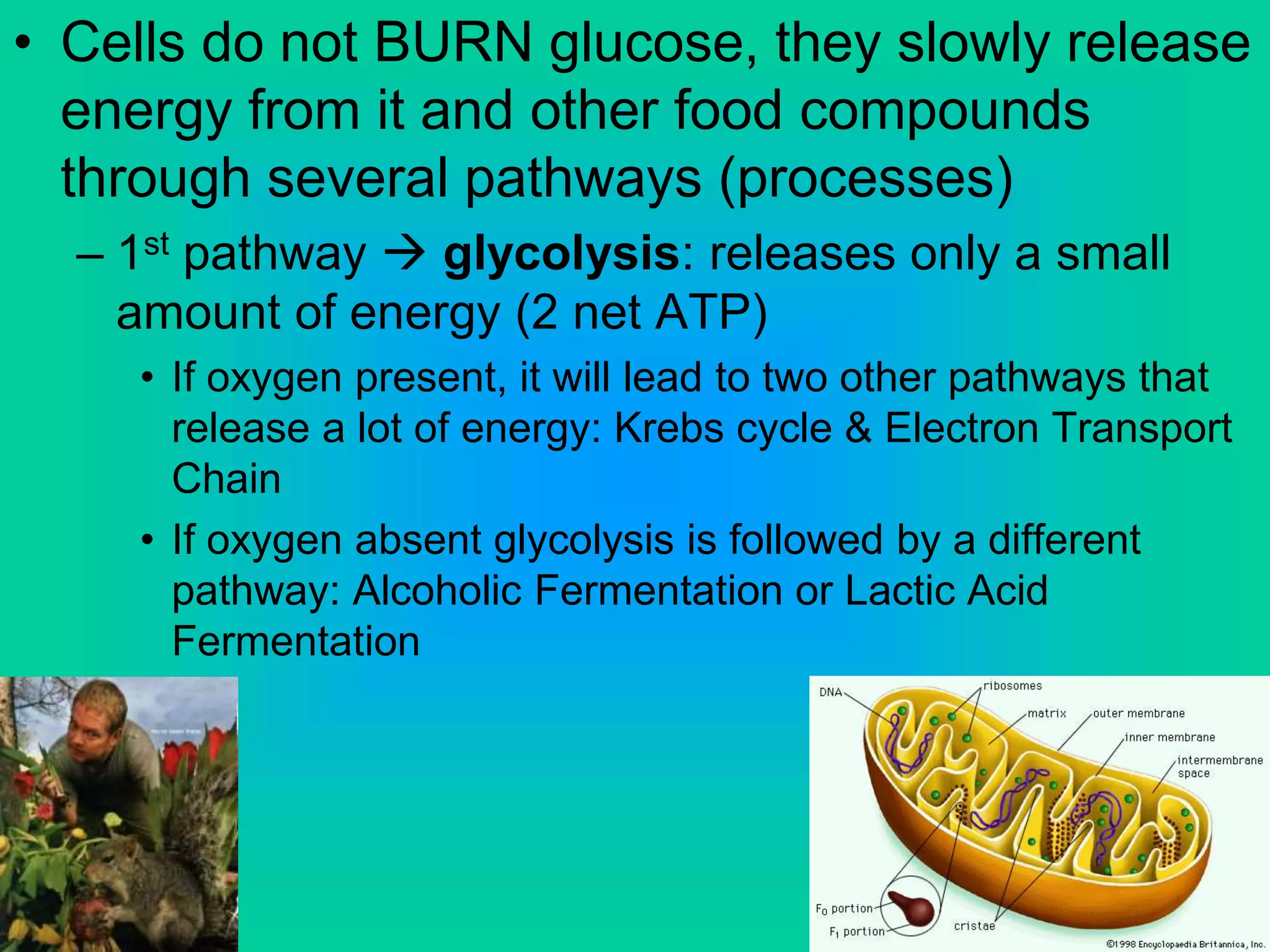 • Cells do not BURN glucose, they slowly release
energy from it and other food compounds
through several pathways (processes)
– 1st pathway  glycolysis: releases only a small
amount of energy (2 net ATP)
• If oxygen present, it will lead to two other pathways that
release a lot of energy: Krebs cycle & Electron Transport
Chain
• If oxygen absent glycolysis is followed by a different
pathway: Alcoholic Fermentation or Lactic Acid
Fermentation
 