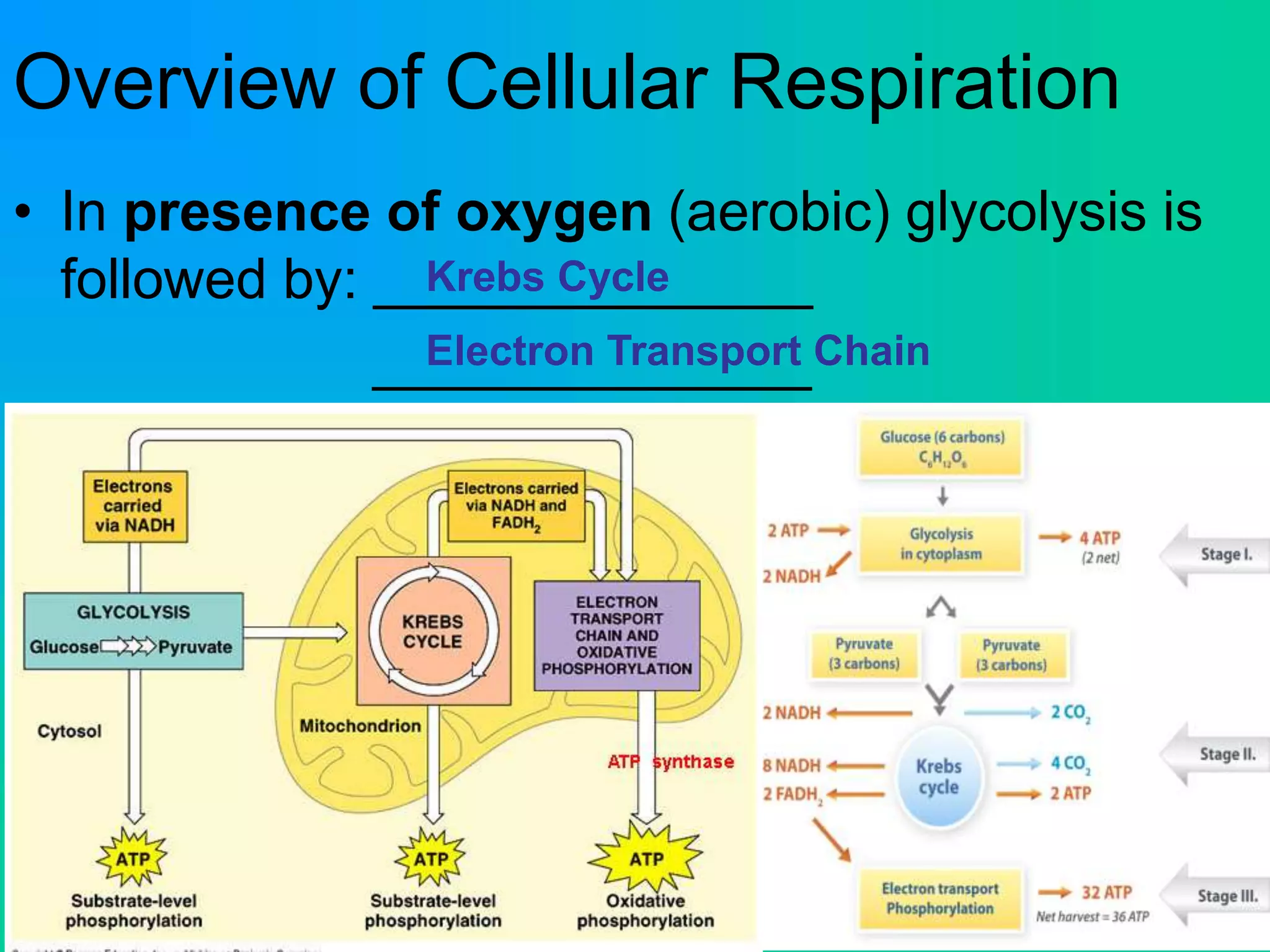 Overview of Cellular Respiration
• In presence of oxygen (aerobic) glycolysis is
followed by: ______________
______________
Krebs Cycle
Electron Transport Chain
 
