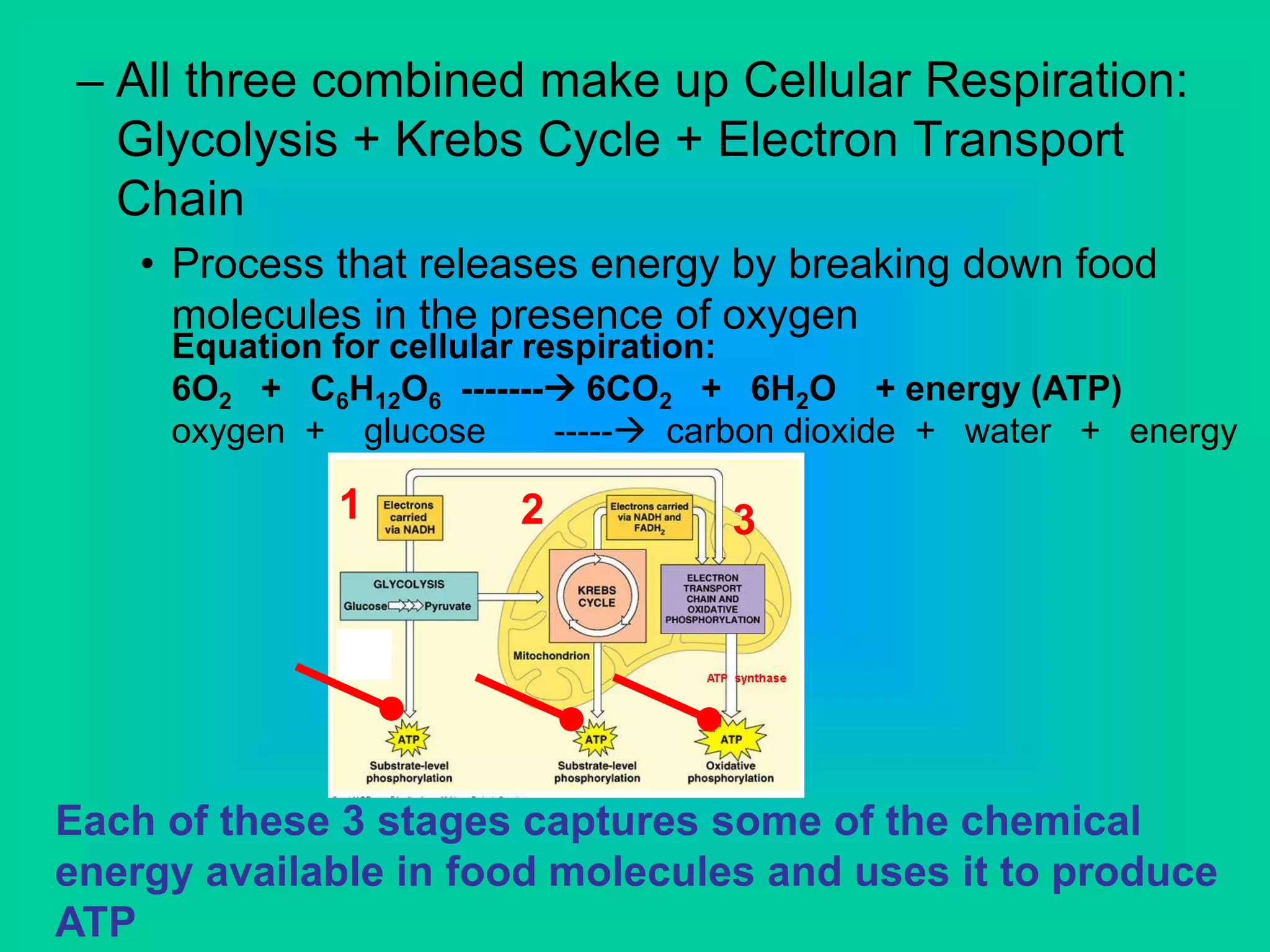 – All three combined make up Cellular Respiration:
Glycolysis + Krebs Cycle + Electron Transport
Chain
• Process that releases energy by breaking down food
molecules in the presence of oxygen
Each of these 3 stages captures some of the chemical
energy available in food molecules and uses it to produce
ATP
Equation for cellular respiration:
6O2 + C6H12O6 ------- 6CO2 + 6H2O + energy (ATP)
oxygen + glucose ----- carbon dioxide + water + energy
1 2 3
 