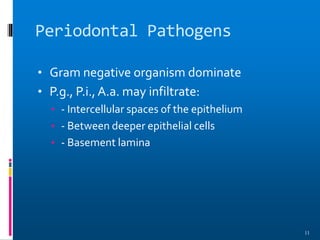 Periodontal Pathogens
• Gram negative organism dominate
• P.g., P.i., A.a. may infiltrate:
• - Intercellular spaces of the epithelium
• - Between deeper epithelial cells
• - Basement lamina
11
 